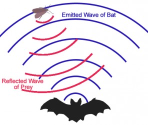 Bat_echolocation-296x250-1.jpg